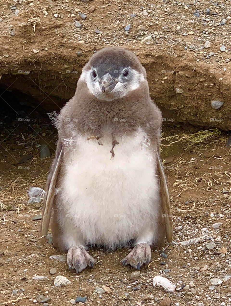 Young penguin