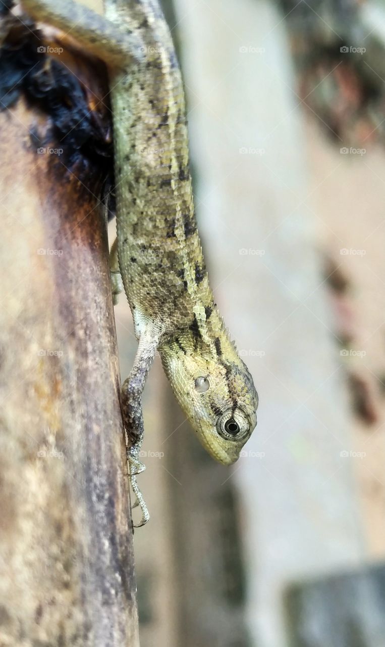 garden Lizard