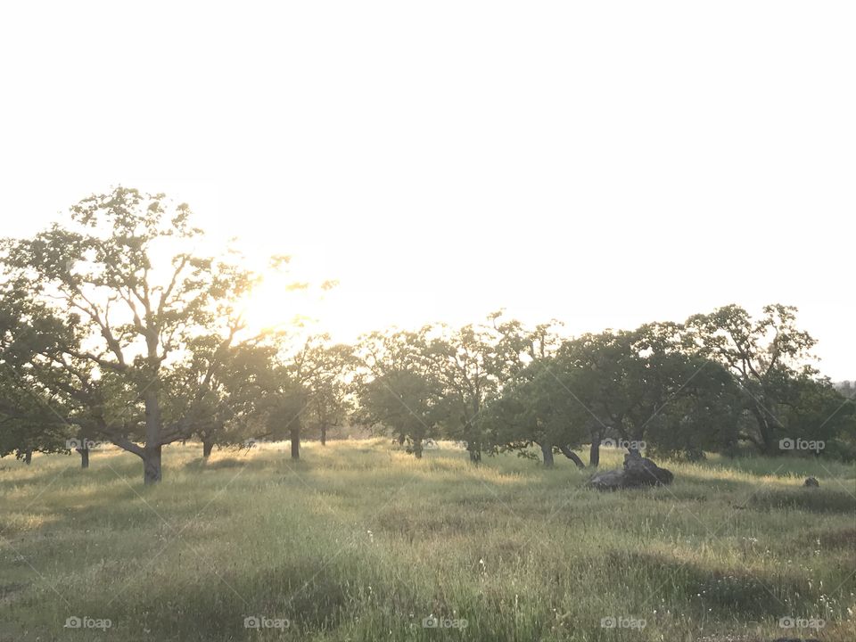 Golden hour backlight sunset nature preserve oak trees 