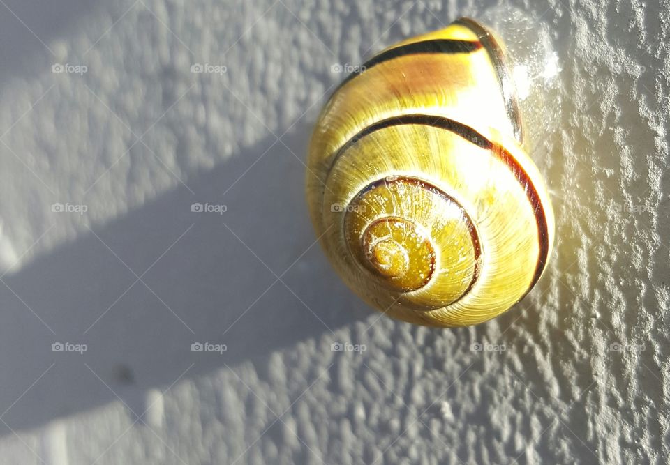 snail. on the Wall