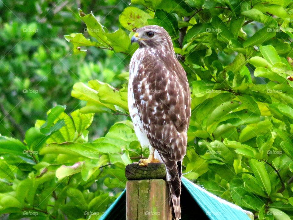 unusual sighting of this Hawk in our own backyard.