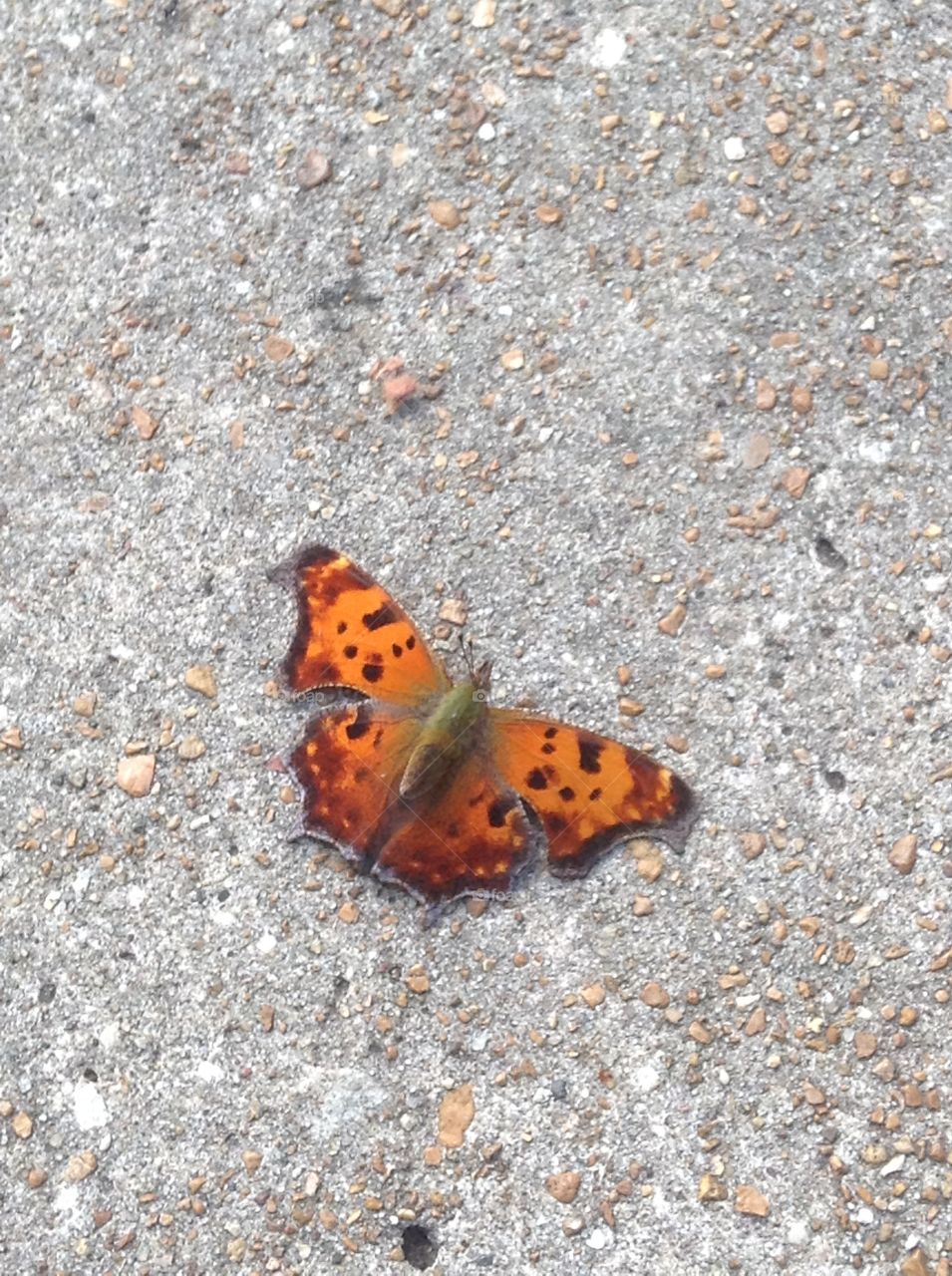 Butterfly on Pavement 