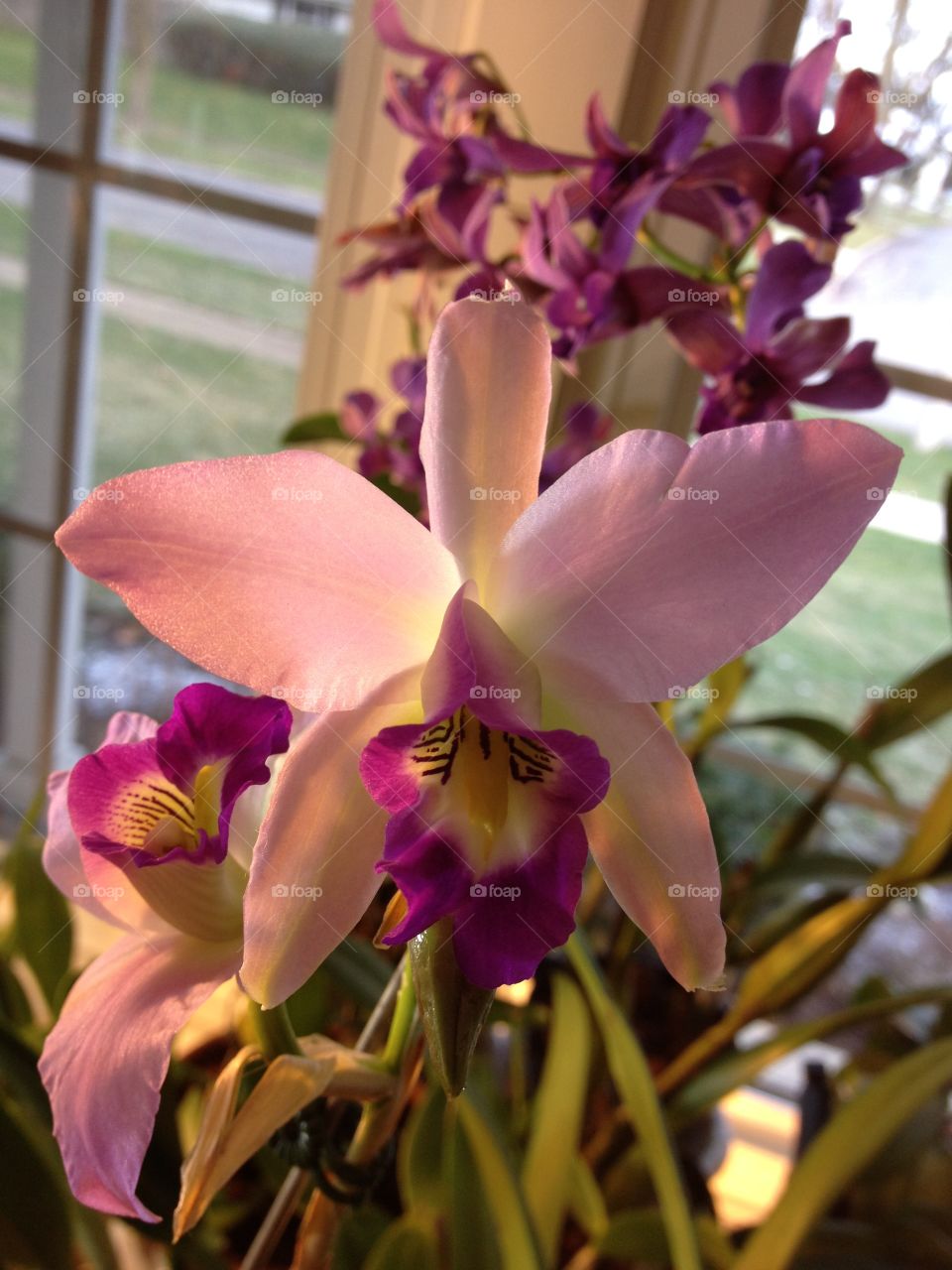 Orchid. Cattleya orchid with spots