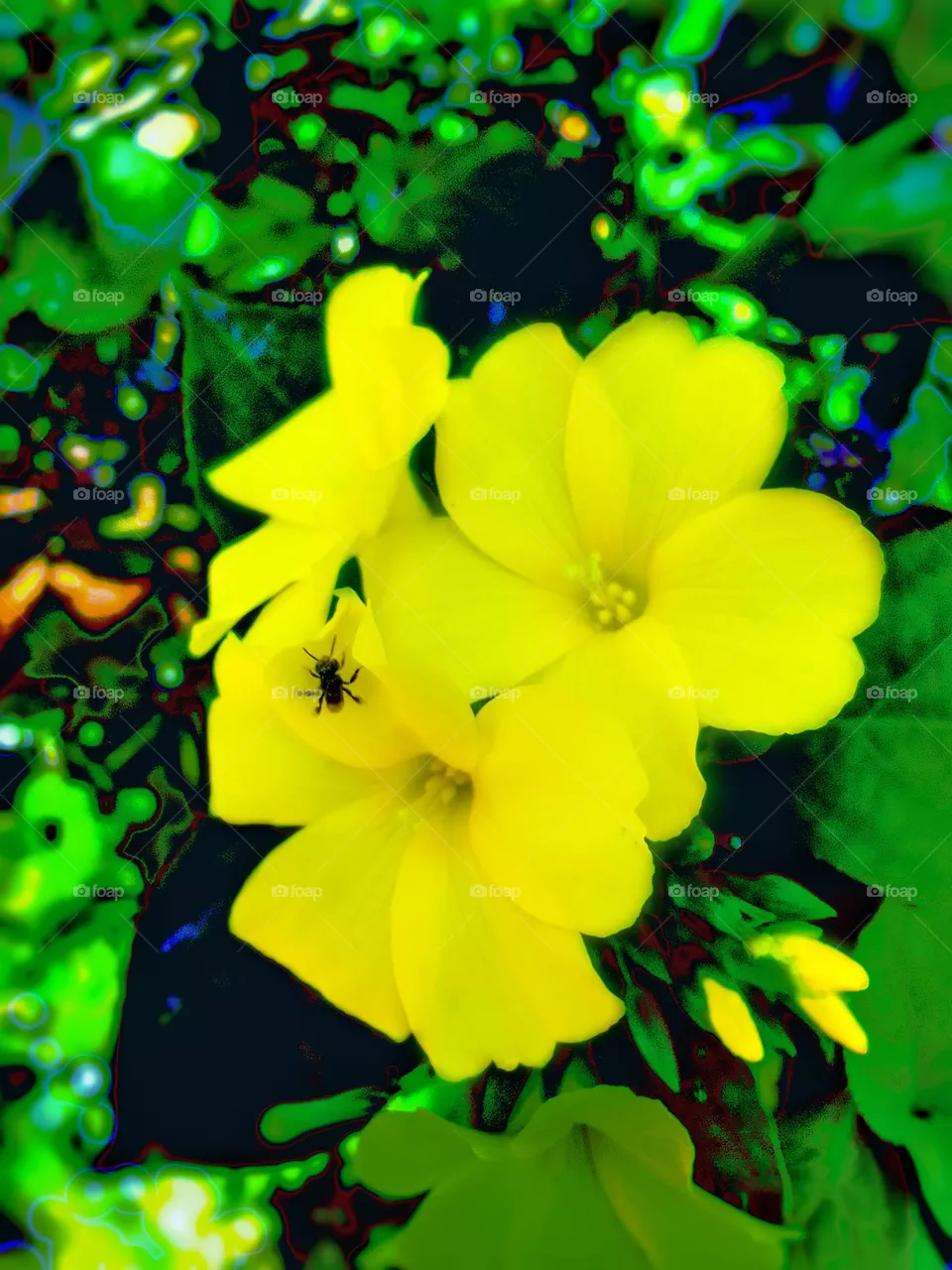 beautiful flower 🌺 
wallpaper .