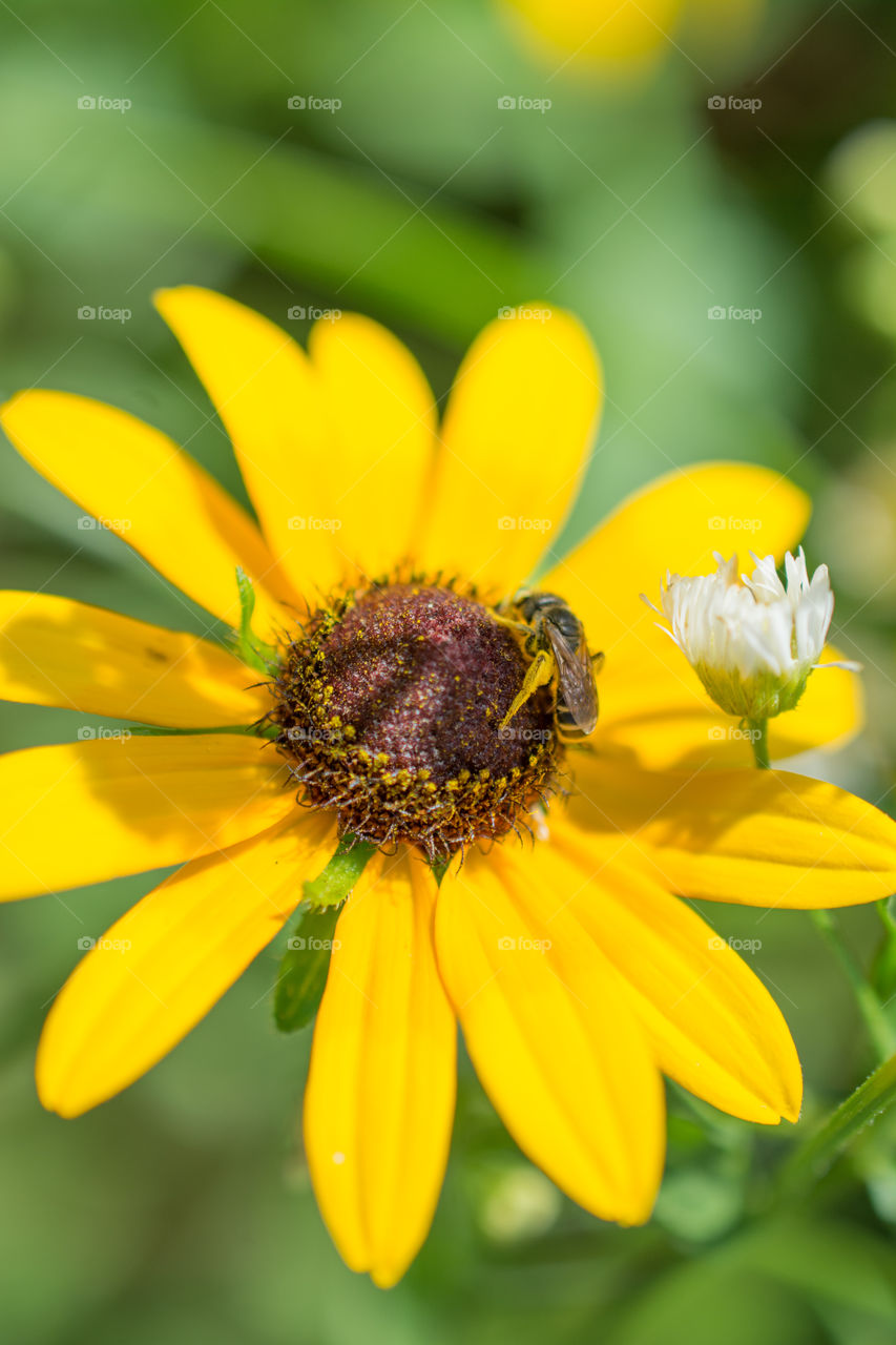 Black Eyed Susan Flower with Bee Collecting Pollen