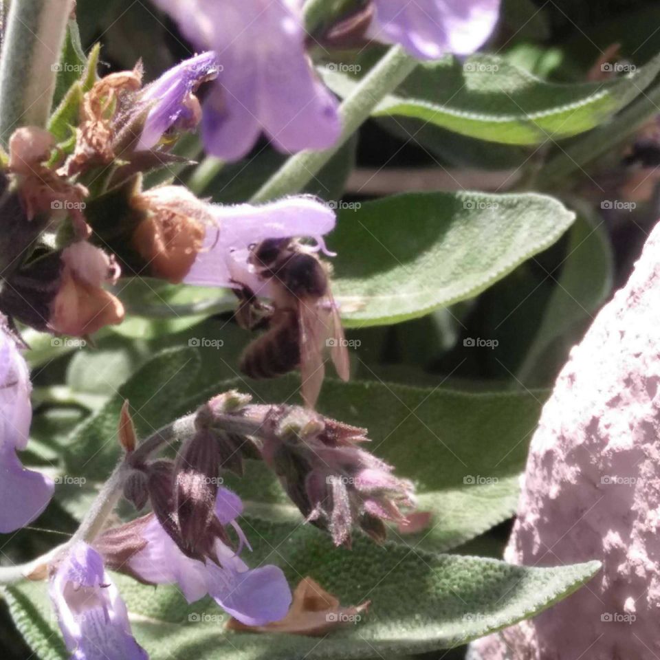 A beautiful bee on flowers.