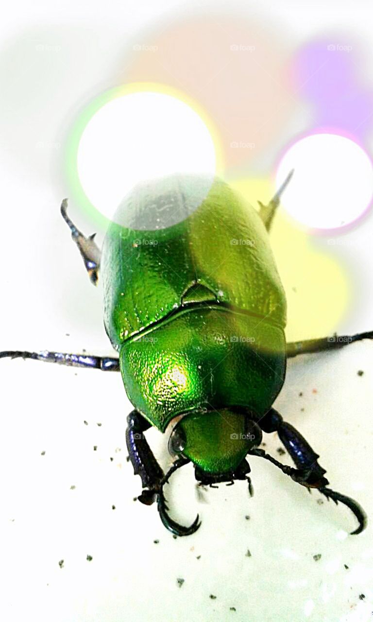 Besouro verde metálico.