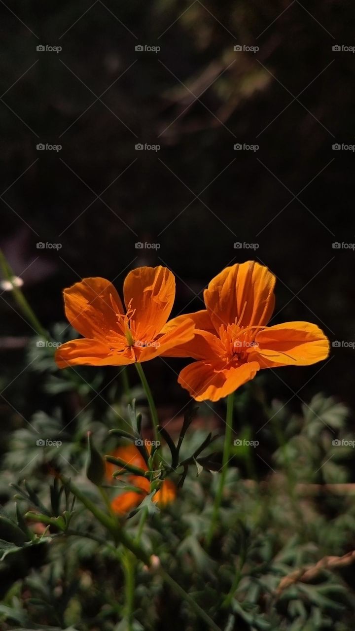 Macro photo of flower growing in the garden