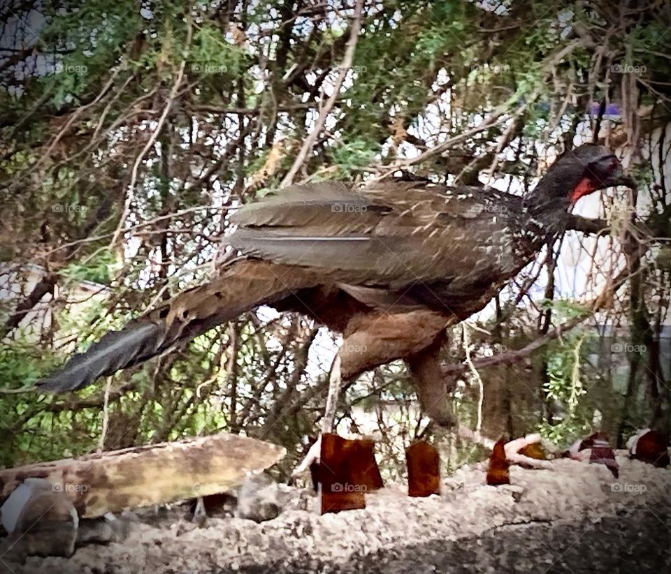 Jacus são aves ariscas, bonitas e que dão trabalho para serem fotografados!

Hoje, 5 deles estavam comendo pitangas e amoras aqui em casa. Um deles, que bobeou, "deixou" eu clicá-lo.

Quando é que algum jacu topará fazer pose?