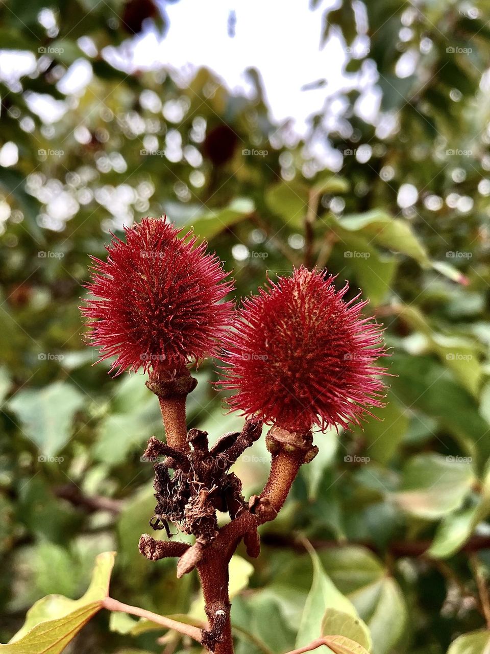  🇺🇸 Very beautiful flowers to brighten our day.  Live nature and its beauty. Did you like the delicate petals? / 🇧🇷 Flores muito bonitas para alegrar nosso dia. Viva a natureza e sua beleza. Gostaram das pétalas delicadas? 
