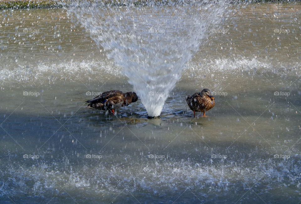 Two Ducks and Water Fountain