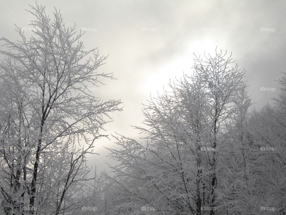 trees full with snow