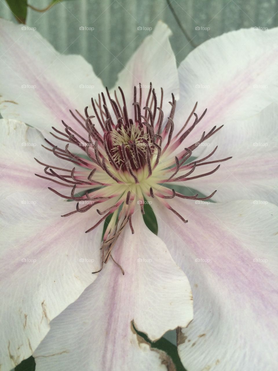 Clematis on a gloomy spring day.