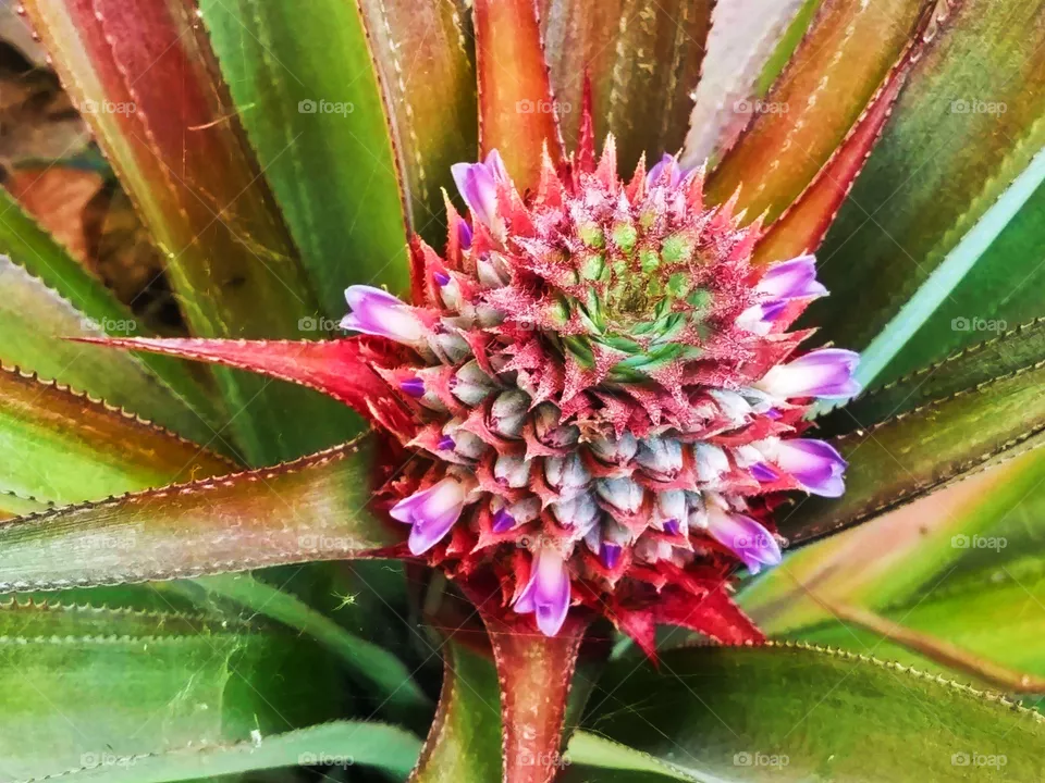 from my garden