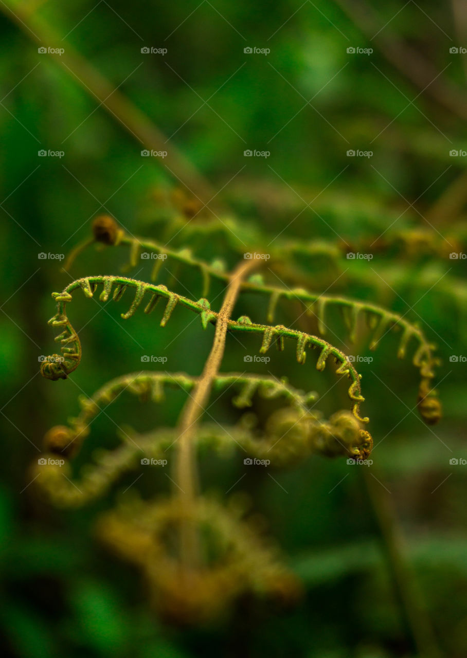 Beautiful macro photograph of a fern leaf in the forest