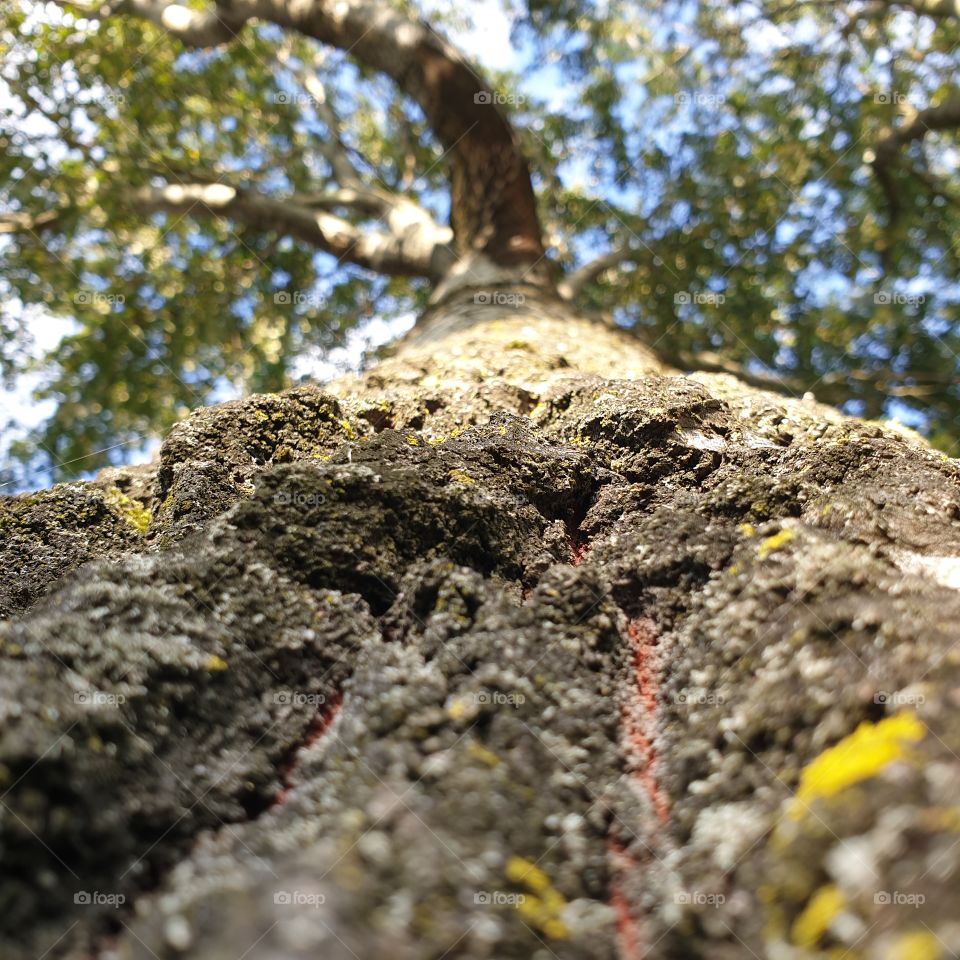 Tree view from bottom