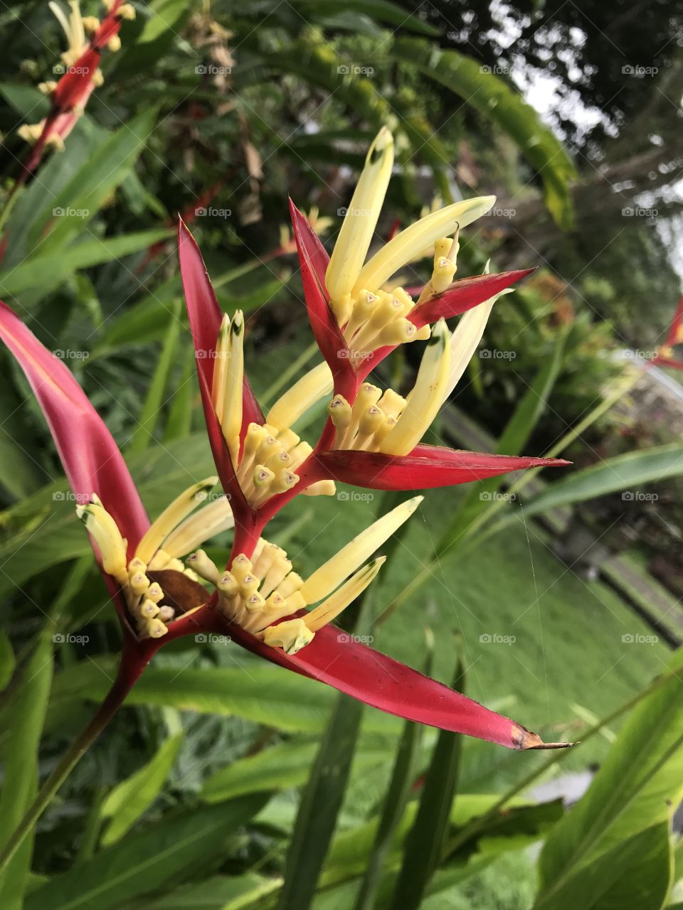 Bird of Paradise 