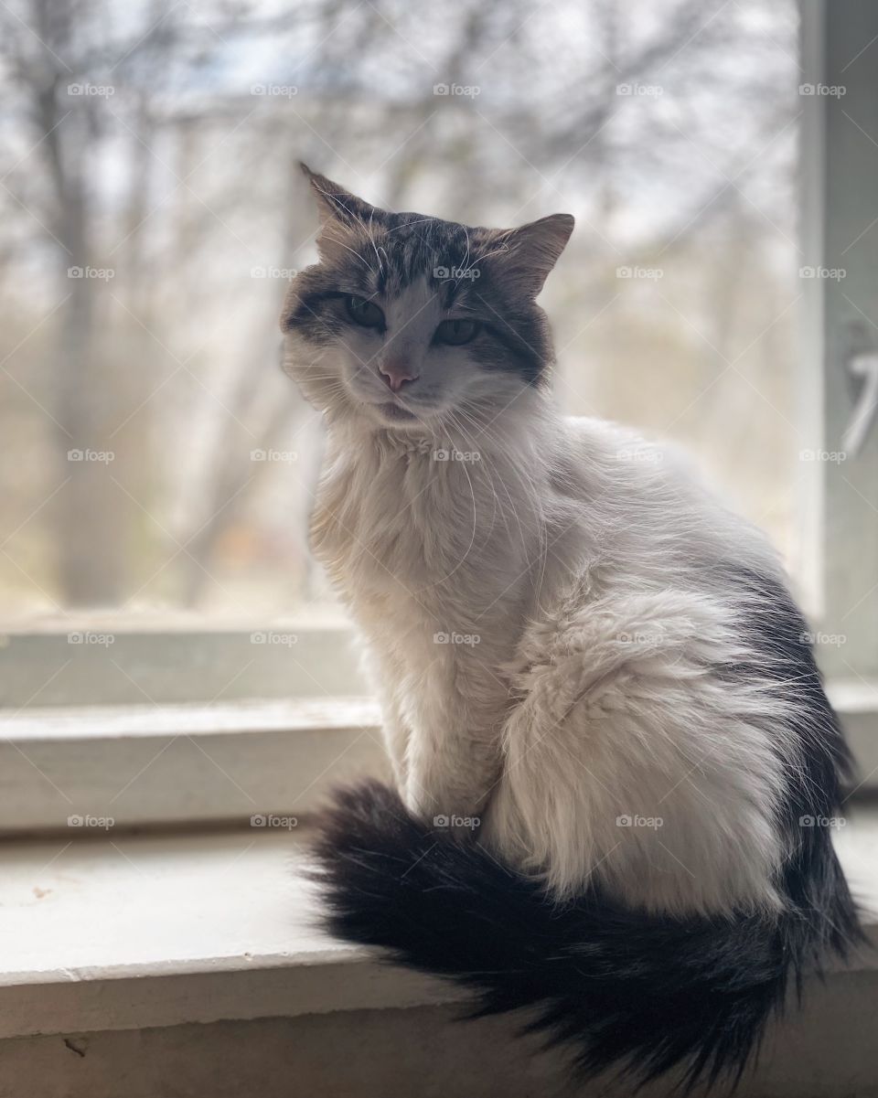 Indoors cat portrait