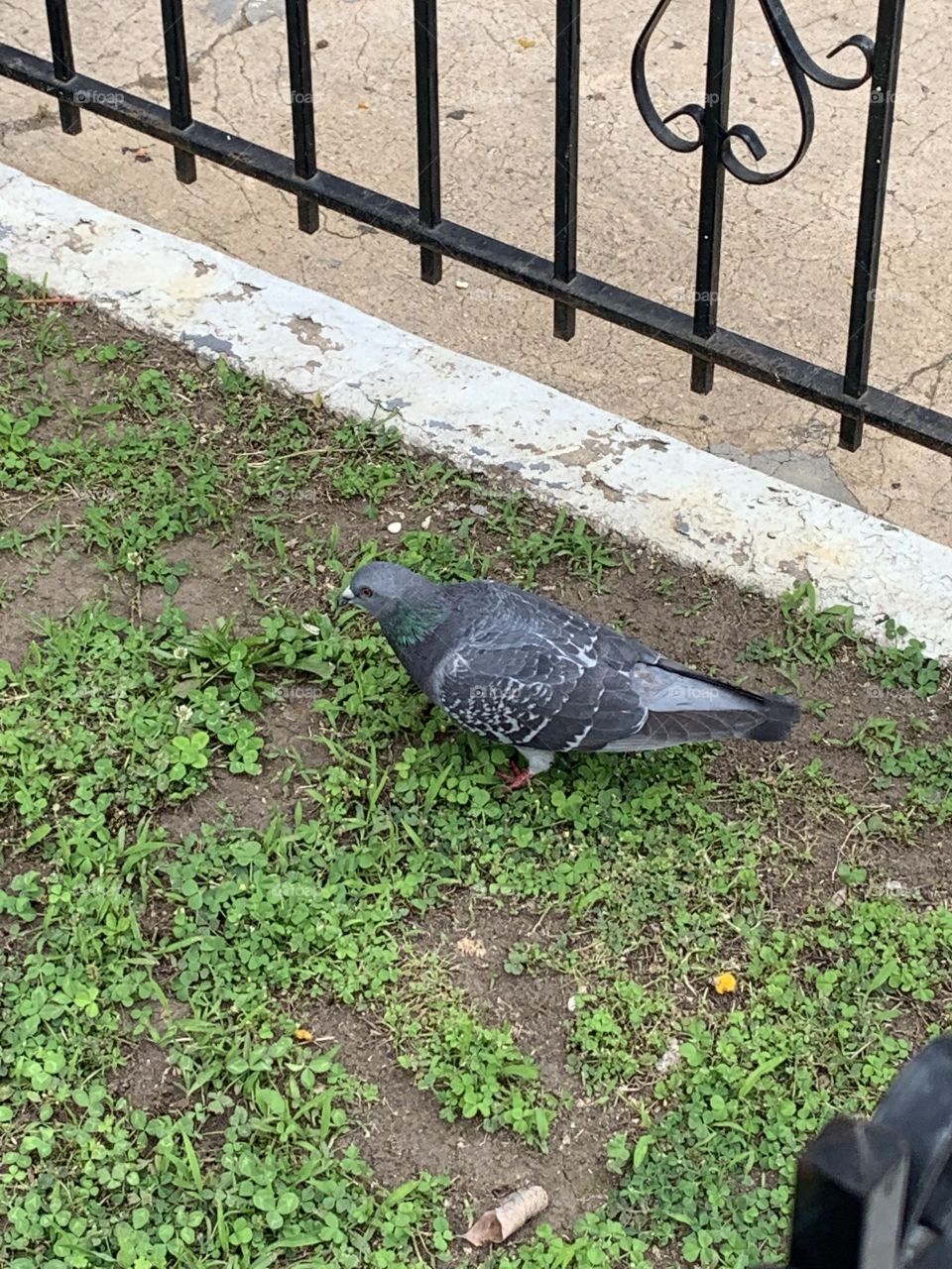 Pigeon (New York City wildlife)