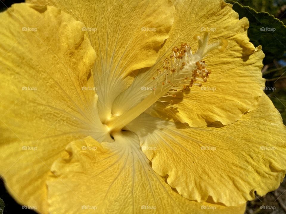Pretty bright yellow hibiscus 