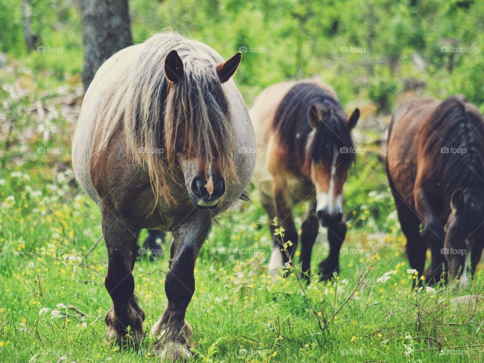 Horses in a flock