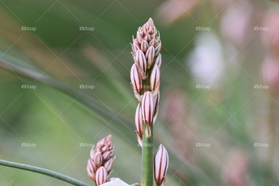 Close up of a pink flower