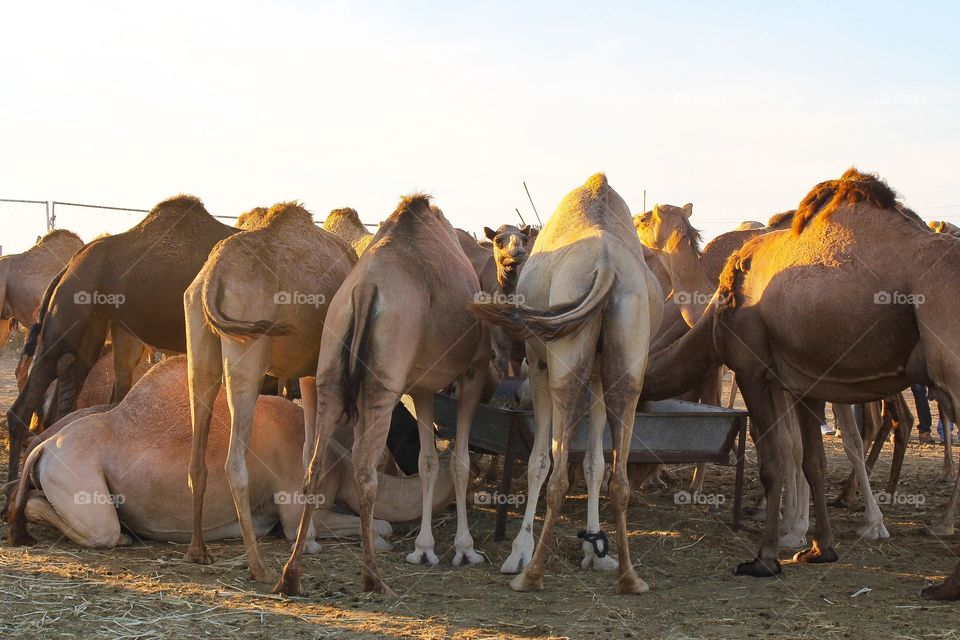 Camel chow time