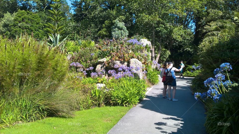 Gardens on Tresco, Isles of Scilly