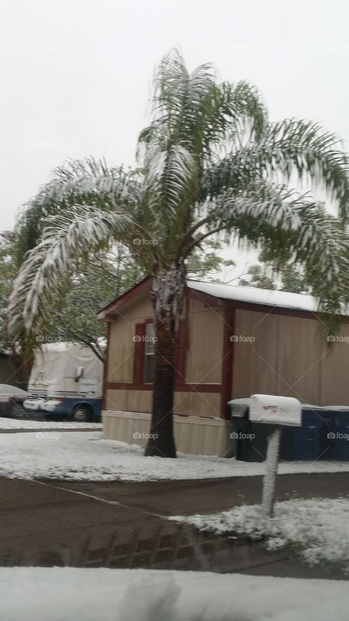 Unusual snowfall blankets a palm tree in south Texas.