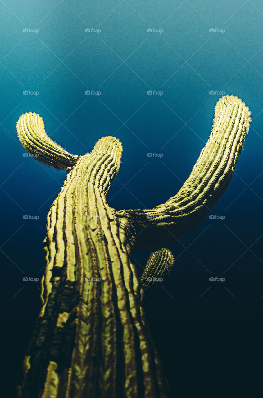 psychedelic cactus