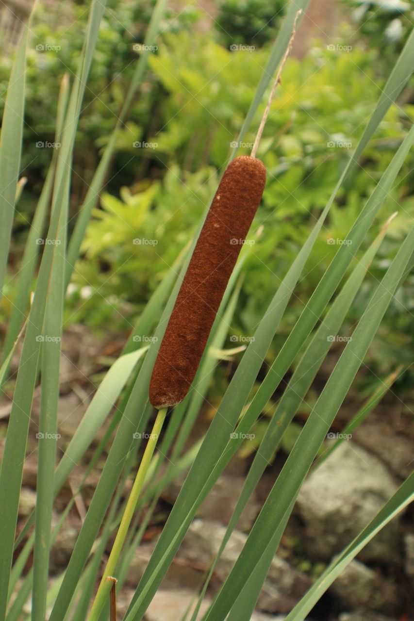 Cattail