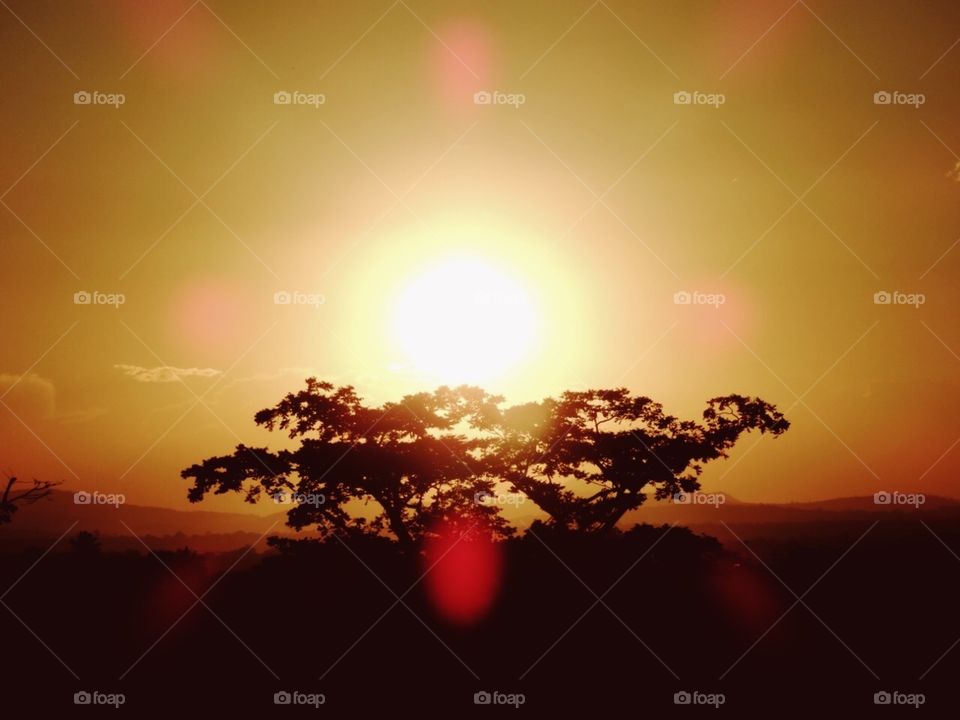 The bright and the tree 