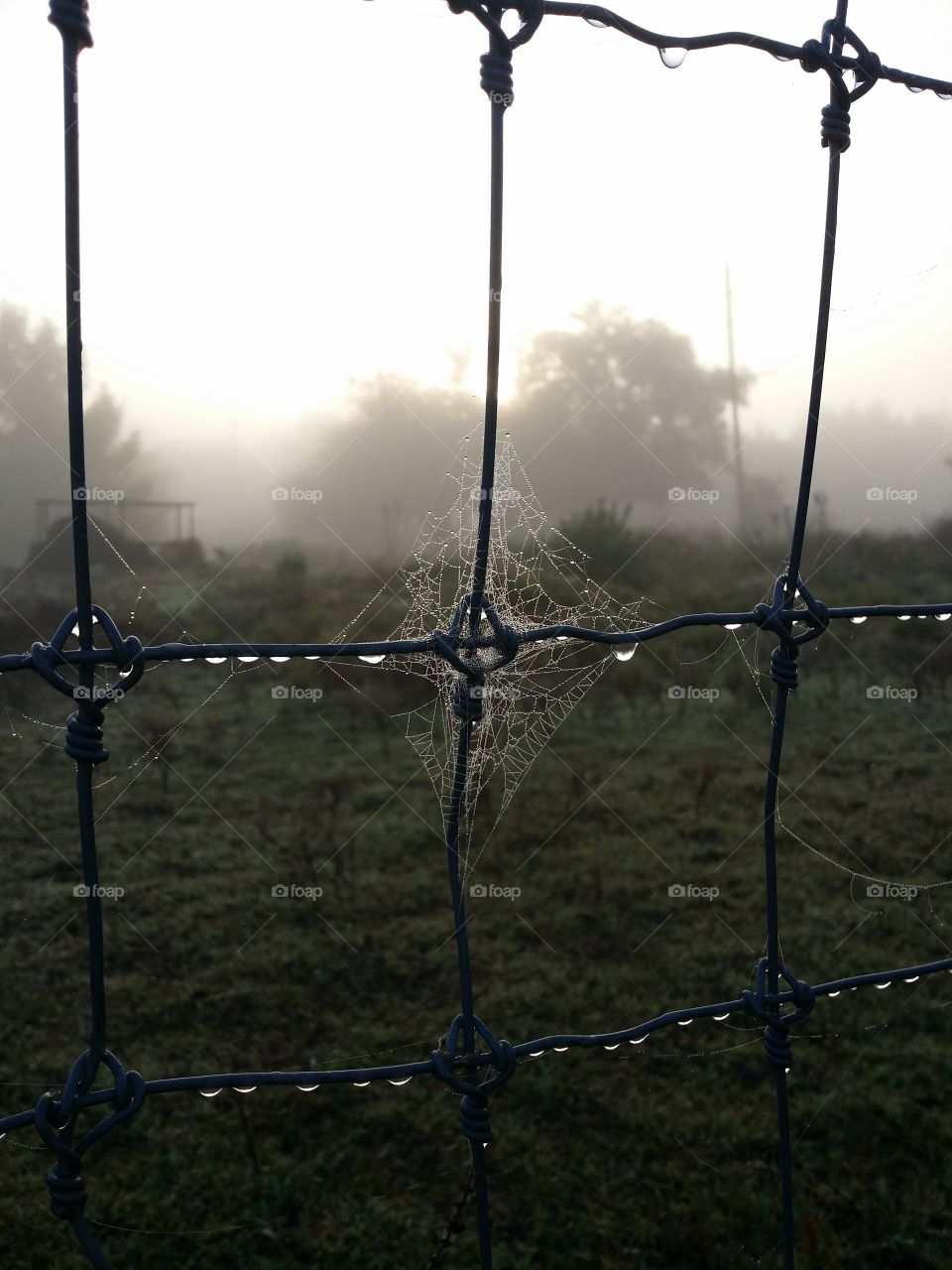 Spiderweb in Fence