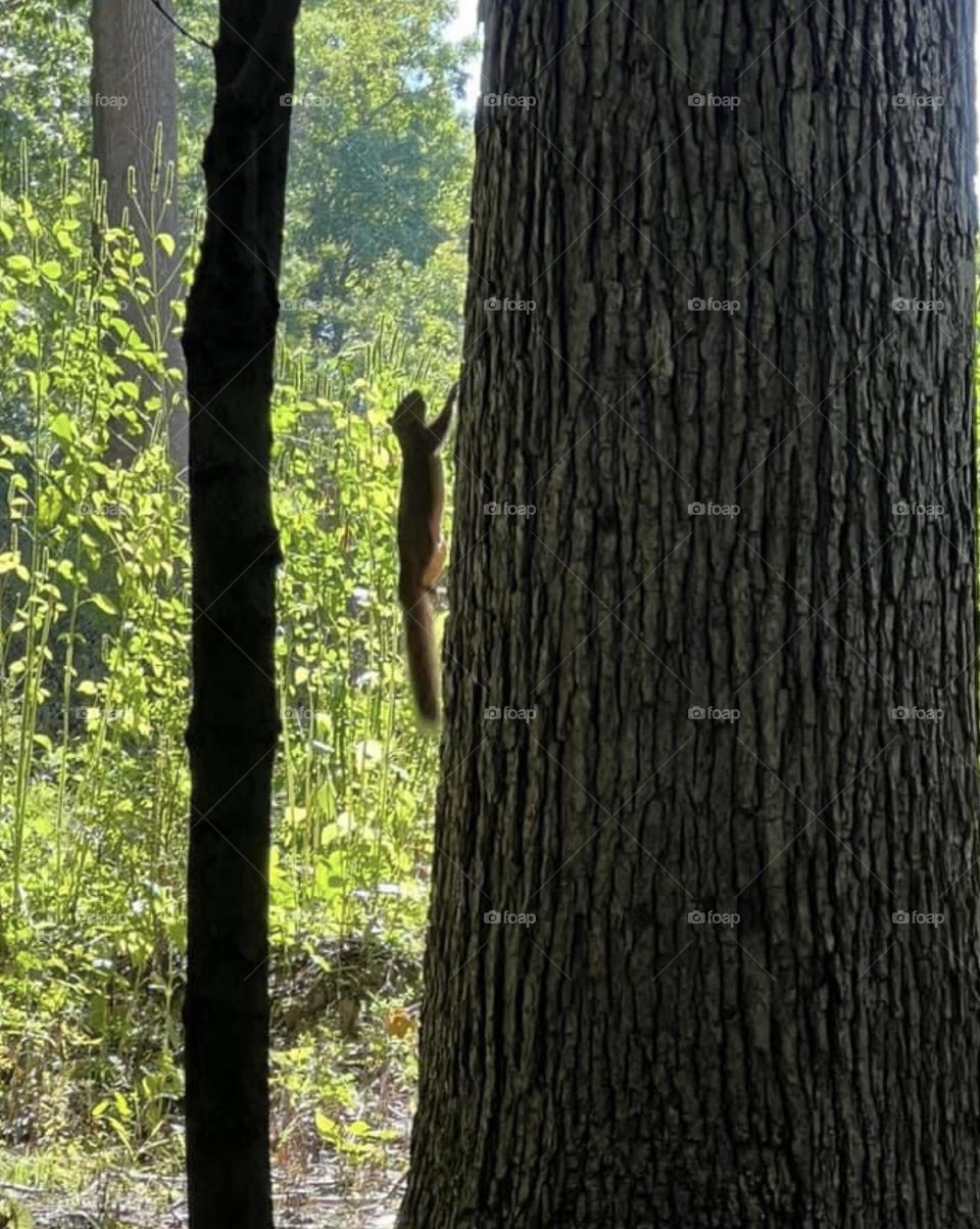 Squirrel climbing a tree