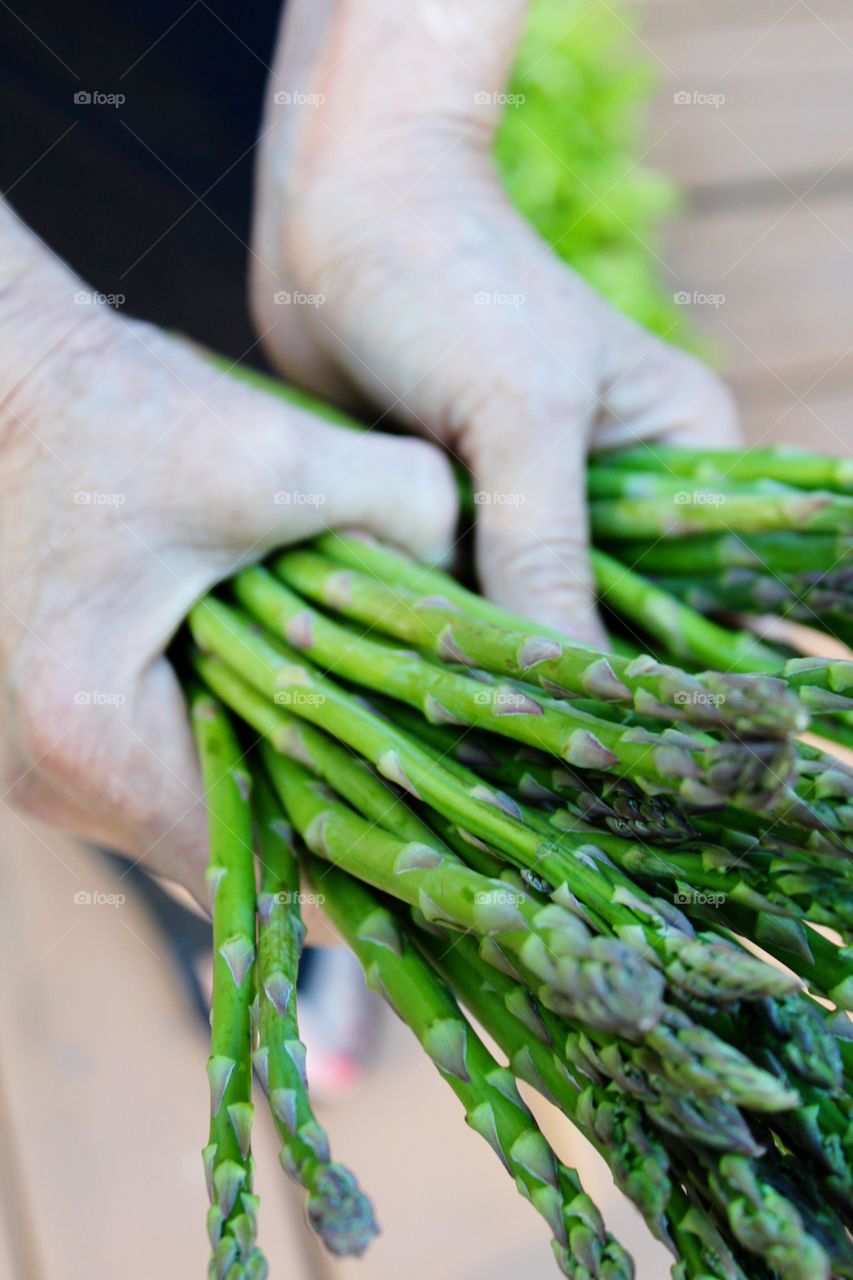 Human hands holding asparagus vegetables