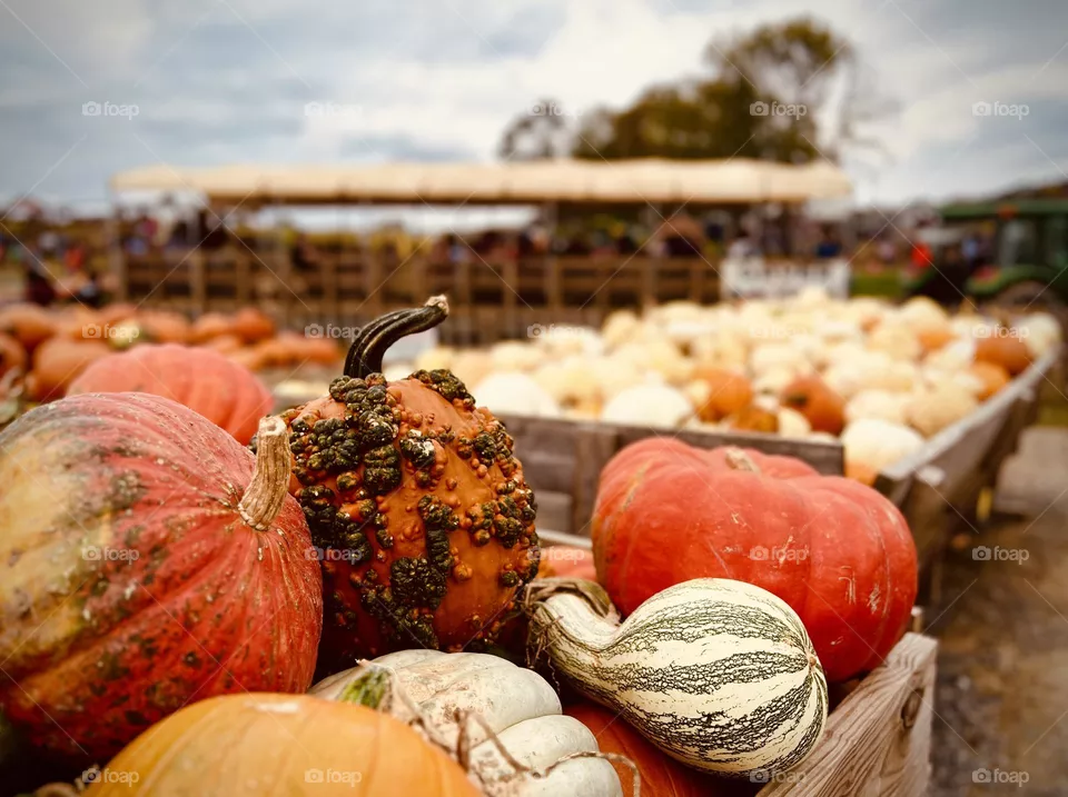 Pumpkin farm