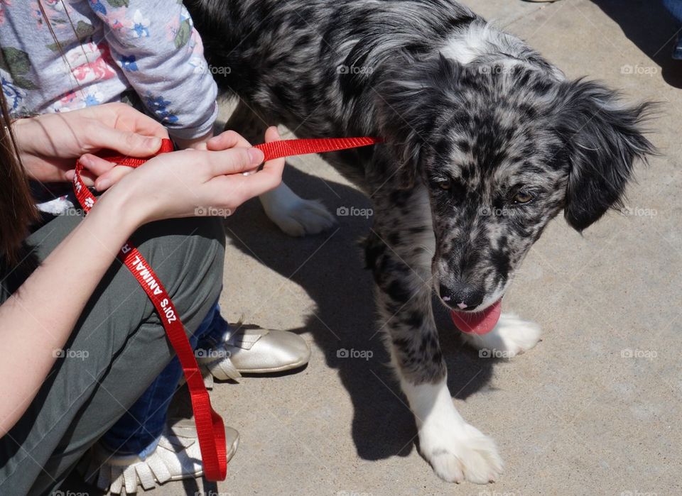 Furbaby found forever family