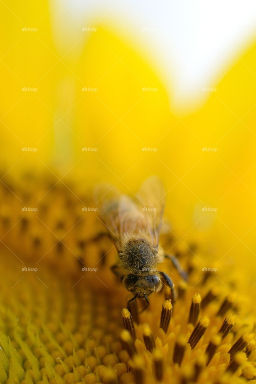 Bee on the sunflower