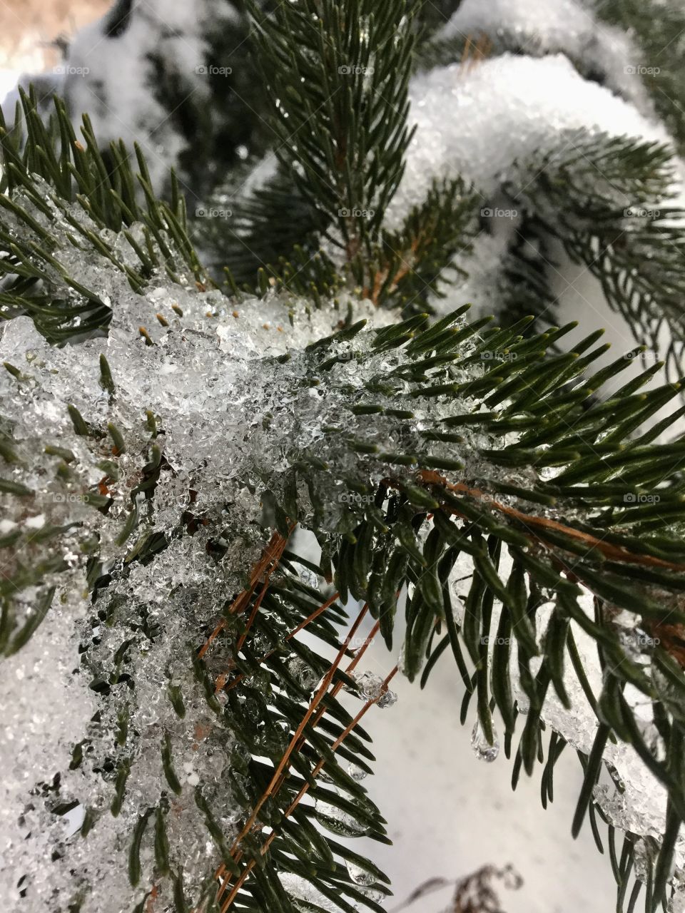 Crushed snow on a cold pine tree