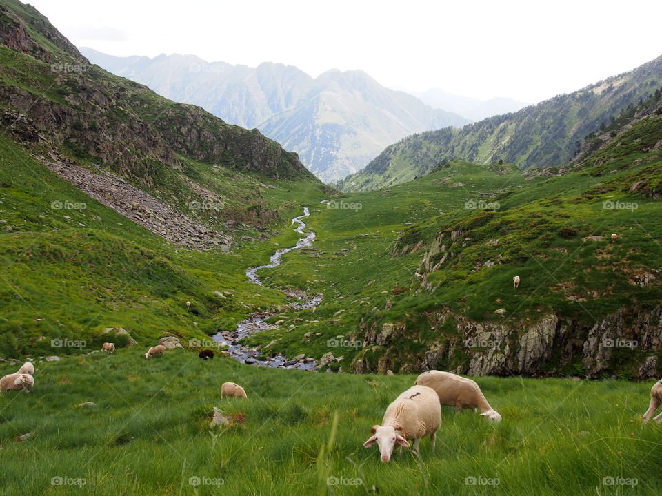 Sheeps grazing on grassy field