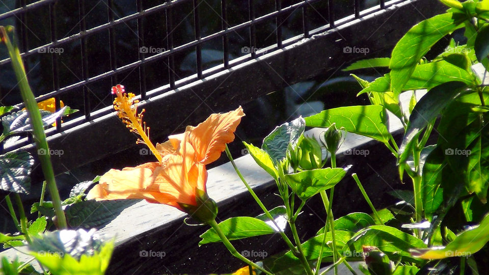 Orange shoe flower- glowing in the sun - bringing to attention - the glow on the objects around.