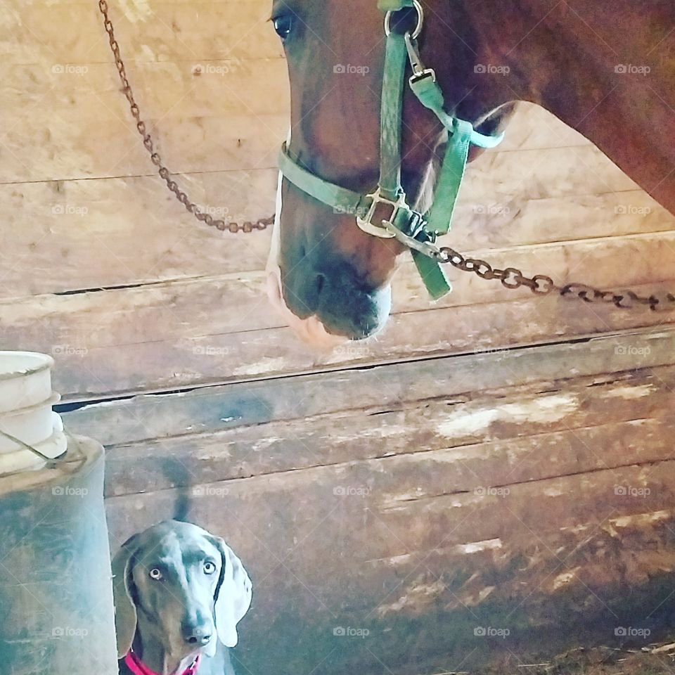 Barn Life