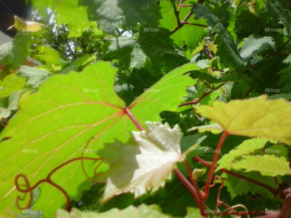 Leaf, No Person, Nature, Flora, Vine