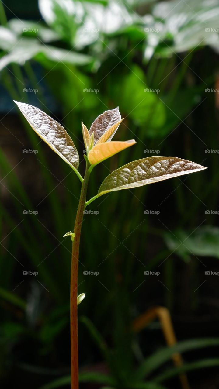 The avocado is a medium-sized evergreen tree in the laurel family. It is native to America and was first domesticated by Mesoamerican tribes more than 5,000 years ago