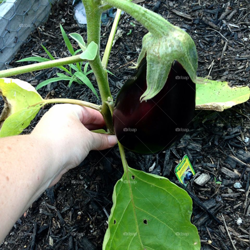 Eggplants are growing! Cant wait for Eggplant Parmigiana!
