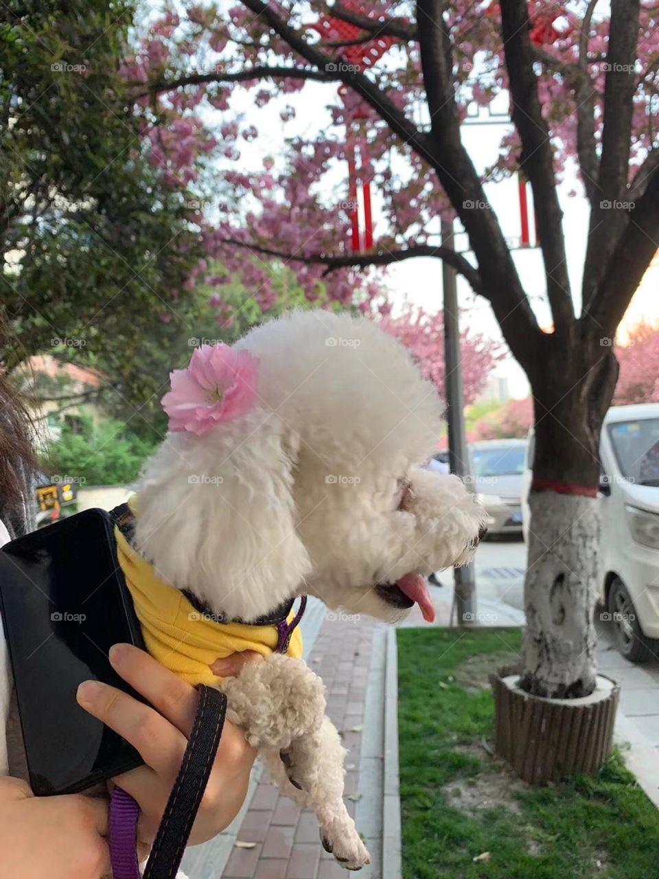 A beautiful flower girl-cute dog. Happy small moment 