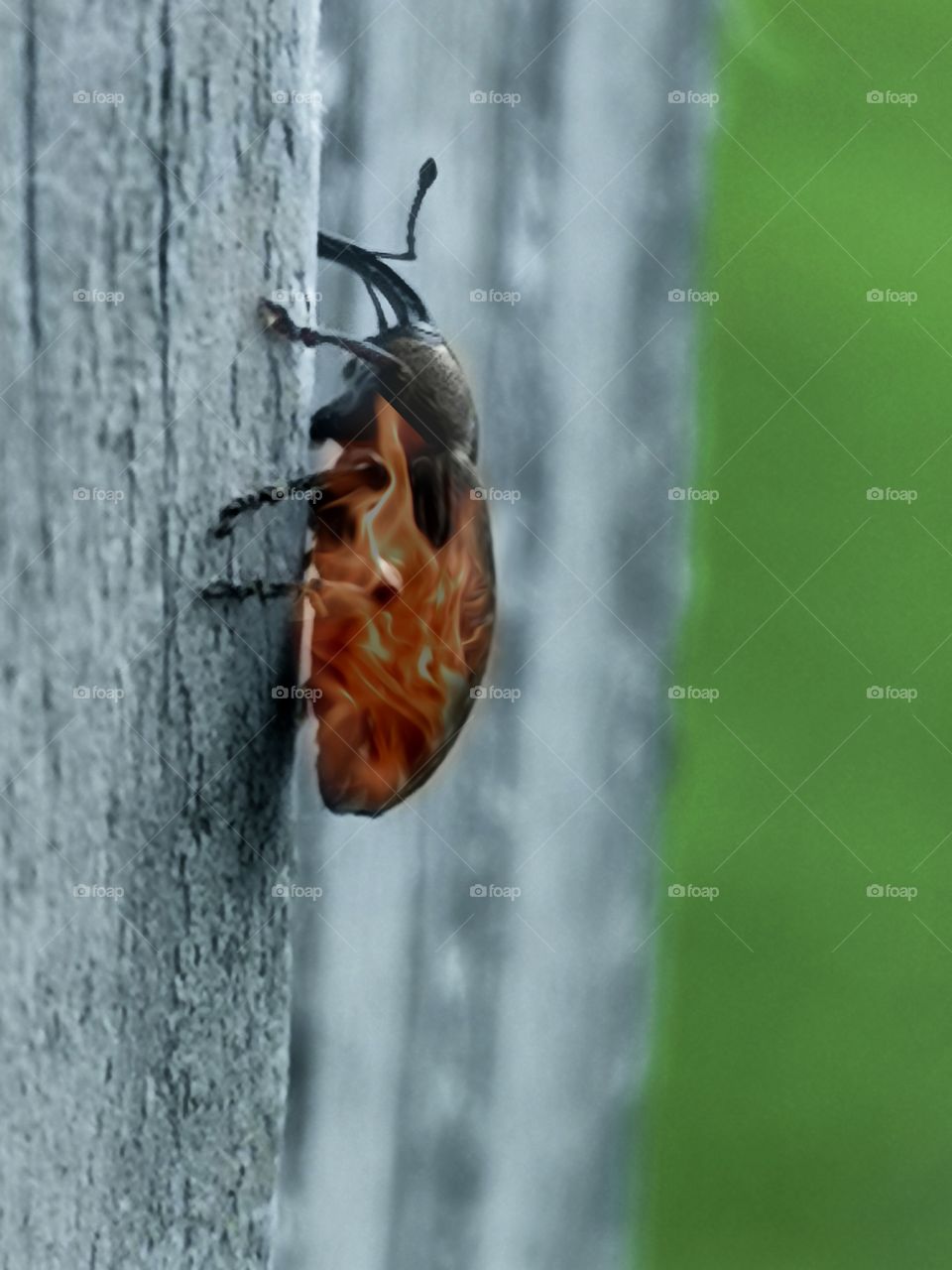 Beetle edited with flames