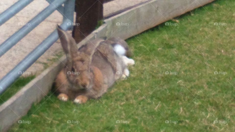 A giant rabbit from Pennywell Farm, Devon