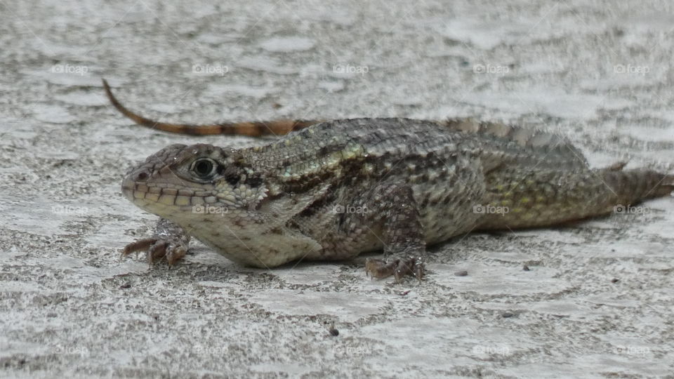 fat curly tail lizard ate all the other lizards.