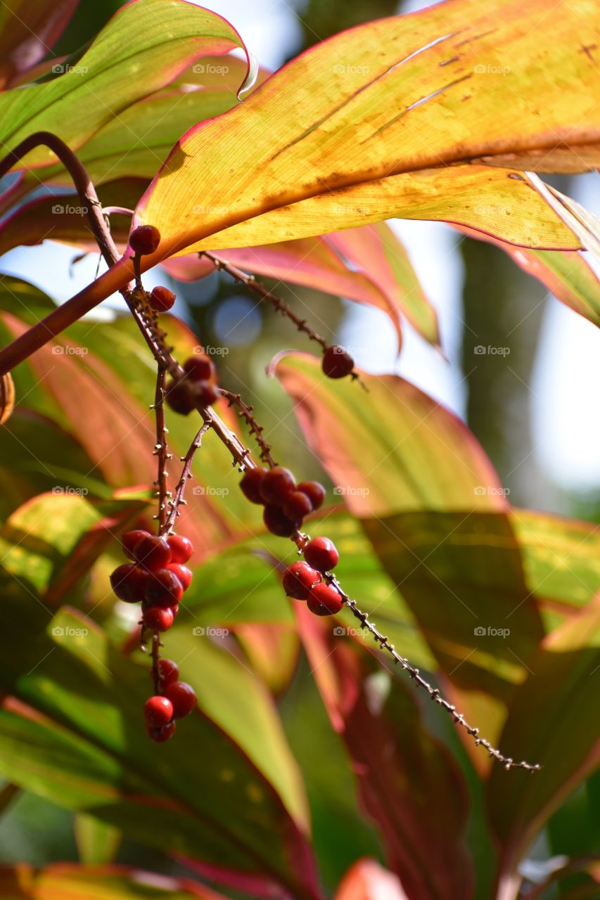 Small red berries in the sunlight